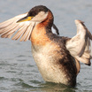 Red-necked Grebe